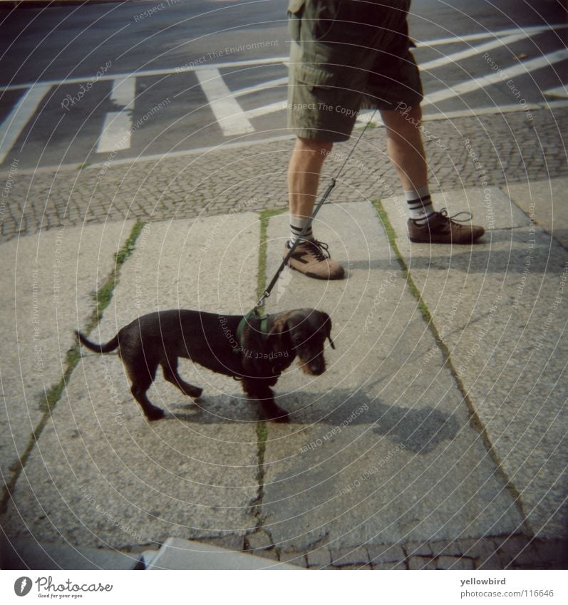 The dog man. Rope Man Adults Traffic infrastructure Street Dog Going Walking Relationship Leipzig Dachshund Mammal To go for a walk Walk the dog Dog lead Holga