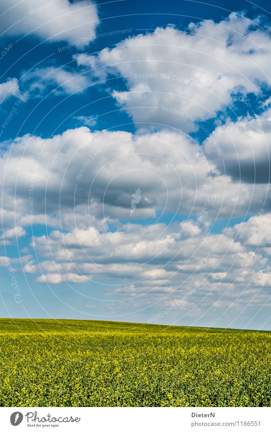 formation Environment Landscape Sky Clouds Beautiful weather Field Blue Yellow White Mecklenburg-Western Pomerania Canola Canola field Colour photo