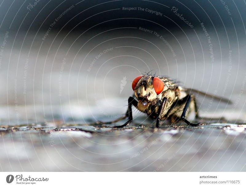 The Bubble-Fly Concrete Blur Depth of field Red Black White Gray Emotions Snapshot Insect Might Trunk Macro (Extreme close-up) Compound eye Close-up Wing Calm