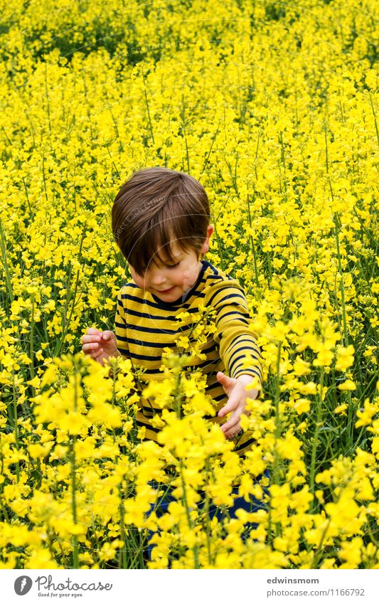 In the rape field Masculine Child Boy (child) Hair and hairstyles 1 Human being 3 - 8 years Infancy Nature Plant Spring Agricultural crop Canola