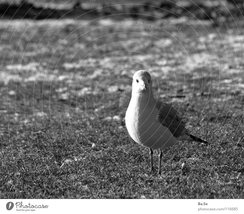 What's up? Seagull Animal Bird Stuttgart Park White Grass Exterior shot Portrait photograph Germany Landscape
