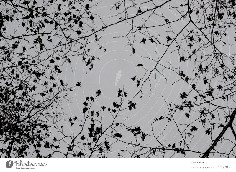 Star Taler II Winter Dark Fog Autumn Deciduous tree Beech tree Tree Cold yomam Landscape Contrast End Fear
