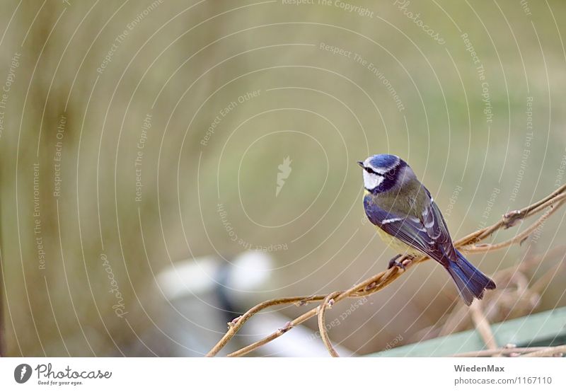BirdPerspective Nature Animal Spring Summer Autumn Beautiful weather Bushes Garden Satellite dish Tit mouse 1 Observe Discover Relaxation To enjoy Looking Sit