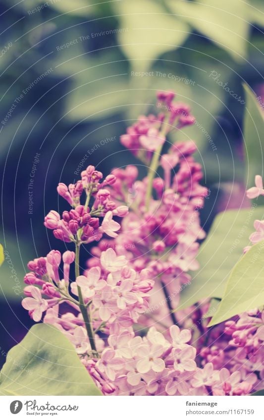 lilac Environment Nature Plant Leaf Blossom Garden Park Fragrance Beautiful Lilac Pink Violet Twigs and branches Dark green Bright green Spring fever Spring day