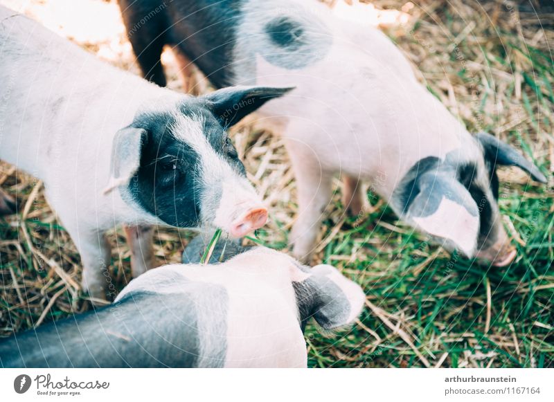 Spotted pigs outdoors Meat Nutrition Healthy Healthy Eating Nature Plant Grass Animal Farm animal Animal face Petting zoo Swine Piglet 3 Group of animals