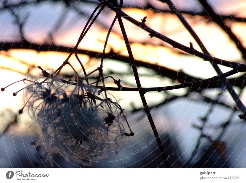 Puschel in the evening light Colour photo Close-up Macro (Extreme close-up) Deserted Evening Twilight Light (Natural Phenomenon) Shallow depth of field