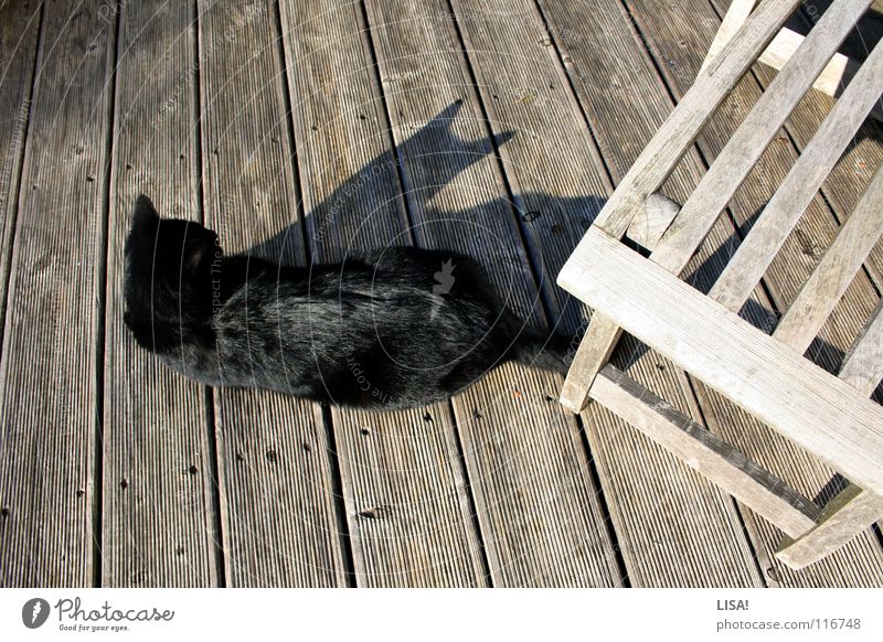fur on wood Colour photo Exterior shot Structures and shapes Shadow Silhouette Contentment Calm Summer Sun Animal Terrace Pelt Cat Wood Glittering Jump Simple