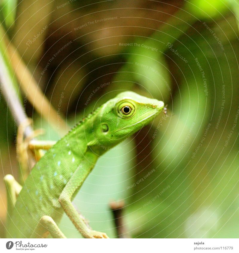 green lizard Virgin forest Animal Wild animal 1 To hold on Green Lizards Eyes Insect Mosquitos Borneo Muzzle Camouflage colour Asia Reptiles Renewal Renewable