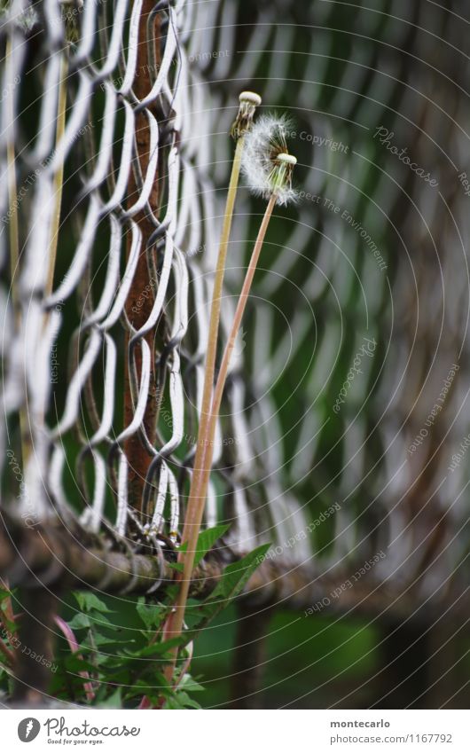 Ephemeral Environment Nature Plant Spring Flower Foliage plant Wild plant Dandelion Fence Wire netting fence Metal Old Thin Authentic Simple Tall Broken Long