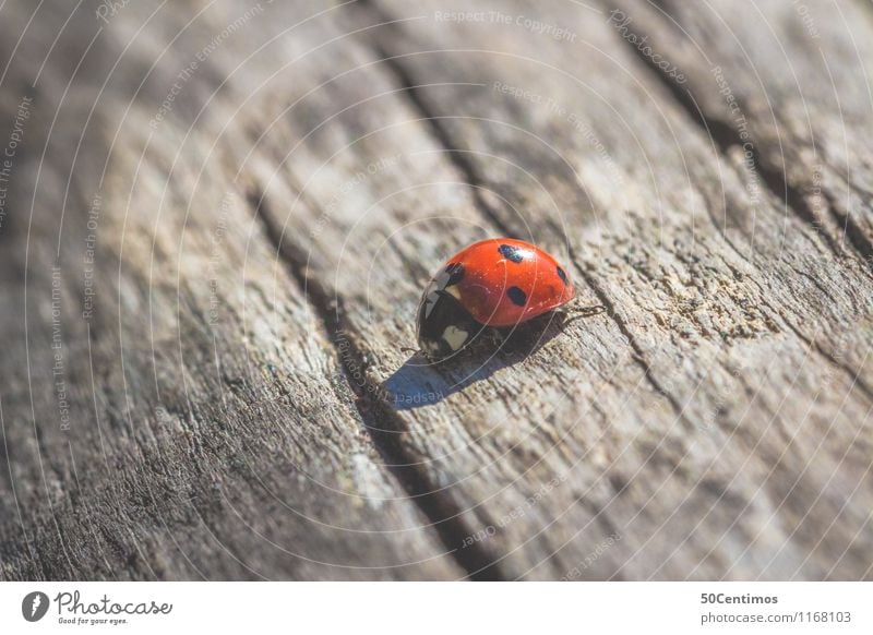 ladybugs Animal Wild animal Insect Ladybird Beetle 1 Wood Going Crawl Loneliness Discover Vacation & Travel Growth Lanes & trails Colour photo Subdued colour
