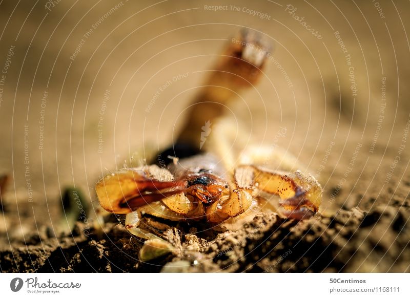 The scorpion in attack position Desert Wild animal Scorpion 1 Animal Fight Death Survive Earth Speed Poison Dangerous Colour photo Subdued colour Exterior shot