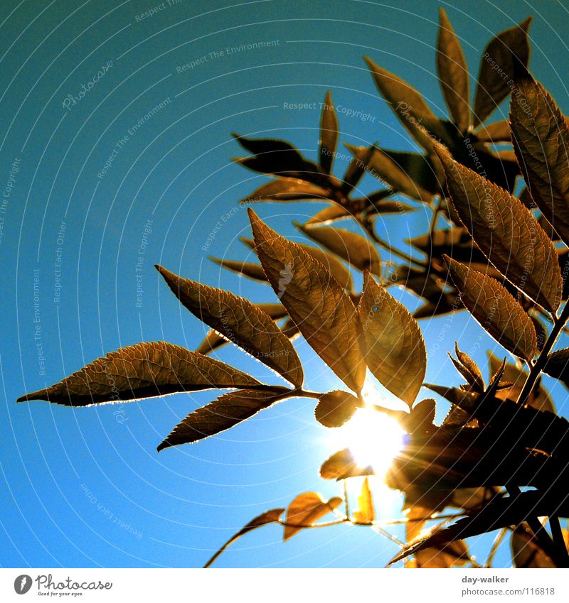 green stuff Leaf Dazzle Brown Vessel Colouring Dark Plant Light Sunlight Flashy Lighting Cover up Branch Sky Nature Blue Shadow Bright Reflection mask sb./sth.