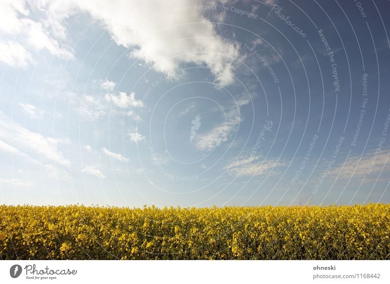 rapeseed Landscape Plant Spring Beautiful weather Canola field Field Blossoming Warmth Blue Yellow Joie de vivre (Vitality) Spring fever Freedom Environment