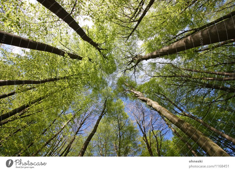 forest Nature Spring Beautiful weather Tree Leaf Forest Spring fever Life Environment Environmental protection Growth Colour photo Exterior shot