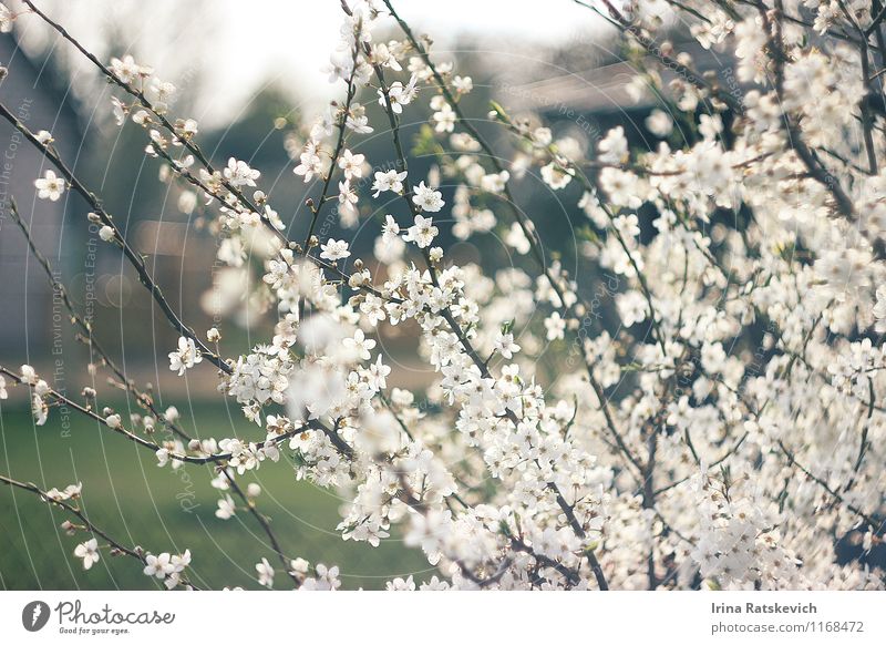 spring flowers Spring Plant Tree Flower Leaf Blossom Garden Beautiful Colour Joy To enjoy Inspiration Moody White Flowering plant Flower meadow Smelly Cute