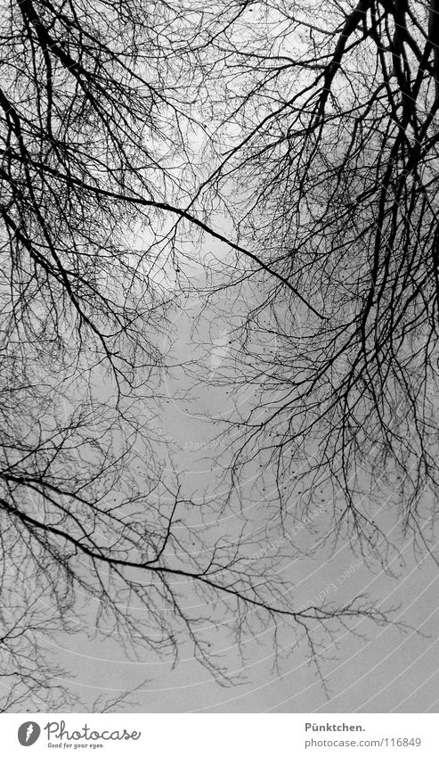 algere (lat.) Forest Cold Freeze Winter Winter sky Gray Black Headstrong Winter walk Clouds Bad weather Sky Branch look up in the air Twig