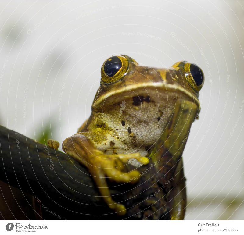 Leptopelis argenteus Ascending Frog Amphibian Waldsteiger Eyes