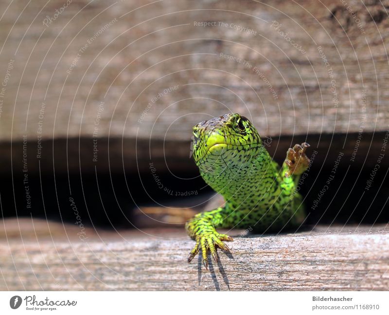 claw monster Sand lizard Lizards Saurians Reptiles Masculine Variable Sunbathing Close-up Rutting season Antlers Scales Hide Animal portrait Heat