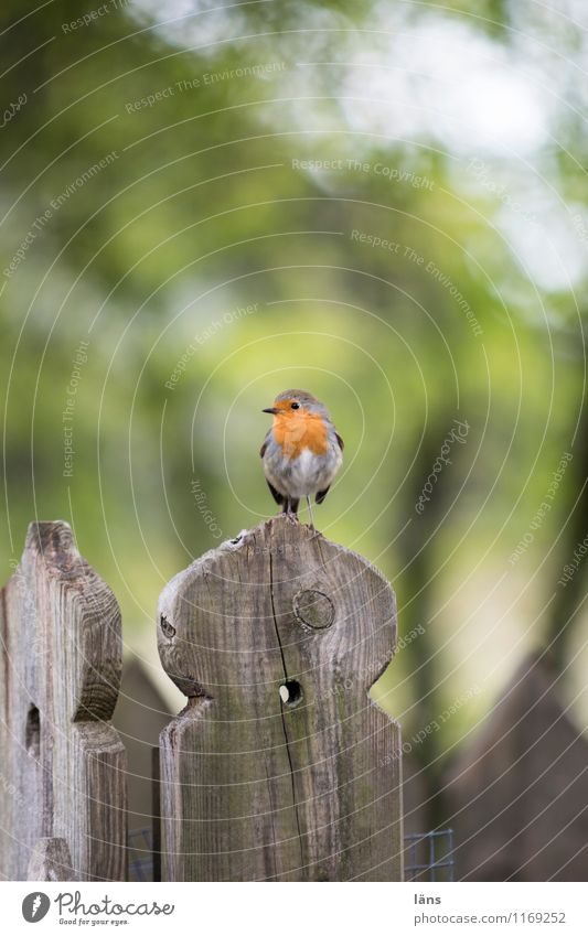 lookout Bird Robin redbreast Nature Sit Looking Vantage point Deserted