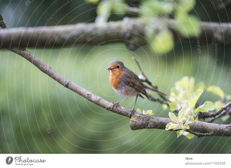 freshly caught l beaky Shows Nature Animal Bird 1 Observe Sit Responsibility Curiosity Robin redbreast Branch Exterior shot Deserted Copy Space bottom