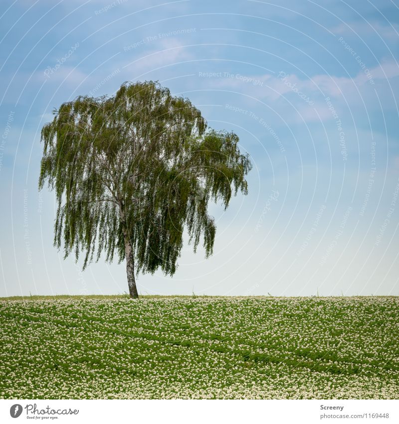 tree Environment Nature Landscape Plant Sky Clouds Spring Beautiful weather Tree Birch tree Potatoes Field Growth Blue Green Calm Agriculture Colour photo