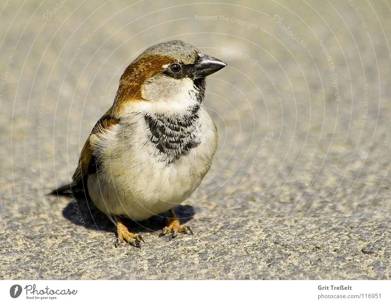 sparrow Hop Bird Sparrow Sweet Beak Walking Feather