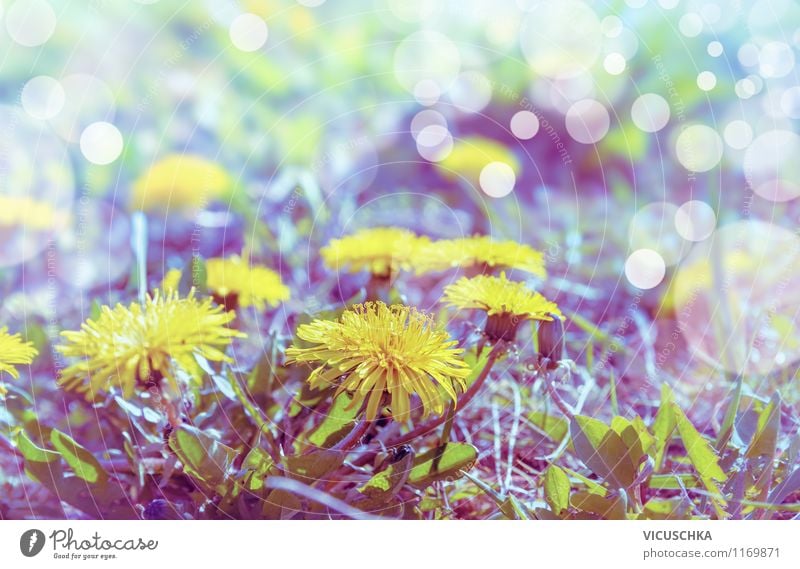 Dandelion Botanical Drawing Royalty-Free Images, Stock Photos & Pictures