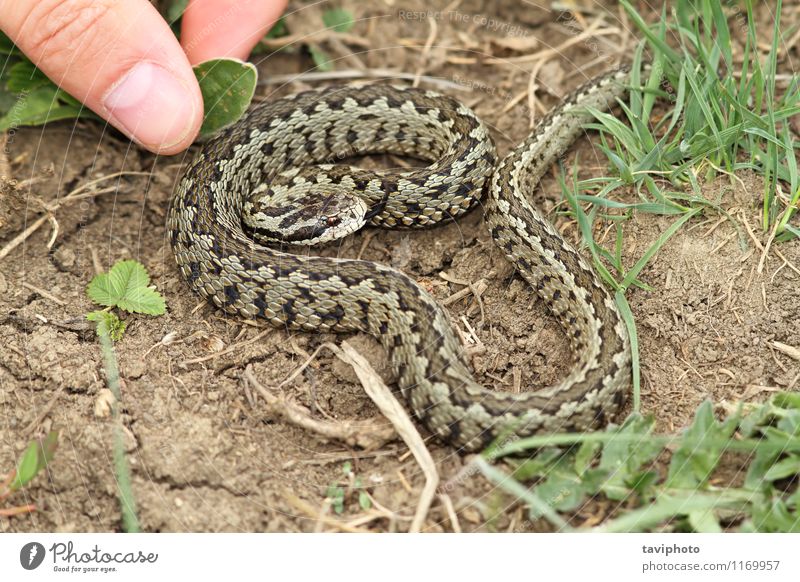 risky hand approach to a venomous viper Skin Life Human being Man Adults Hand Fingers Animal Meadow Snake Wild Fear Dangerous Colour Viper vipera adder poison