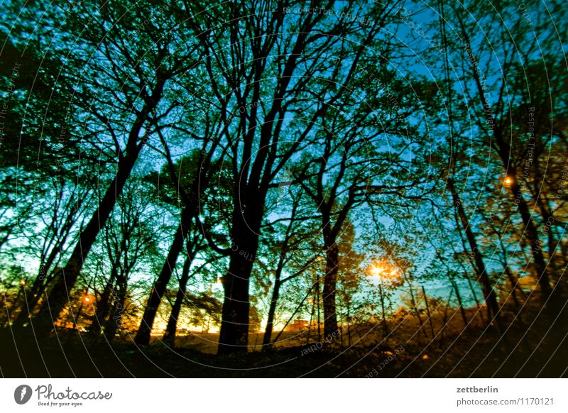 evening Evening Night Dusk Night sky Color gradient Sunset Forest Tree Tree trunk Branch Twig Lantern Street lighting Lampion Lighting Romance