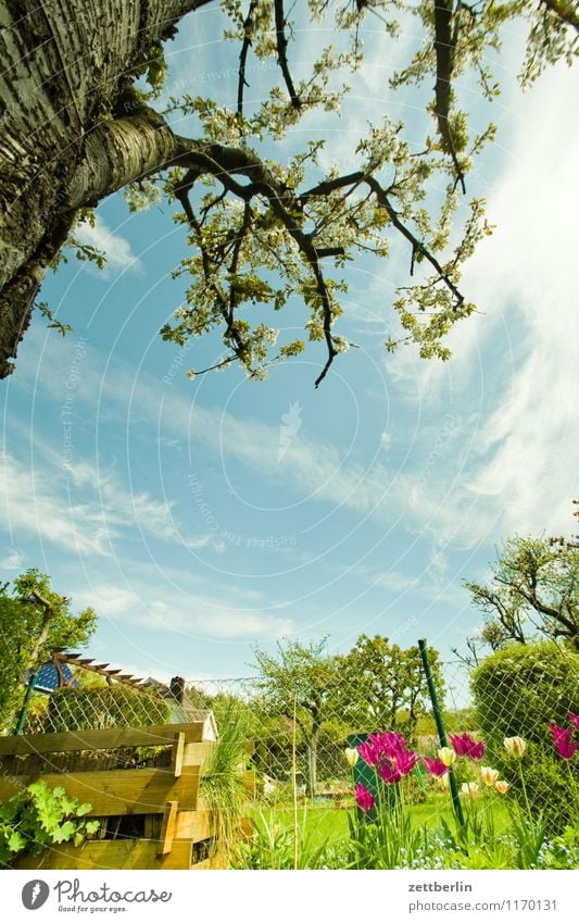 Sky Summer Tree Relaxation A Royalty Free Stock Photo From Photocase