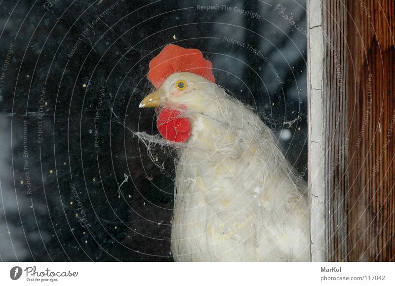 Chicken at the window Barn fowl Window Vantage point Animal Farm Agriculture Bird structure view outside