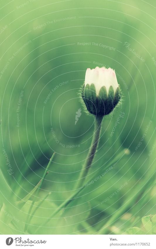 florid Nature Plant Spring Flower Grass Blossom Daisy Garden Meadow Growth Green White Colour photo Subdued colour Exterior shot Close-up