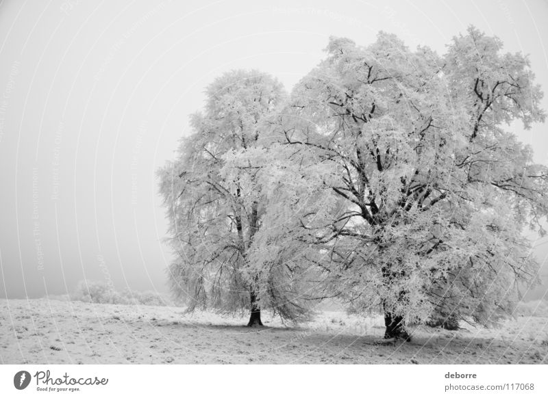 Snowy winter landscape of three trees in a field. Tree Forest White Winter Black & white photo bright Plant plan