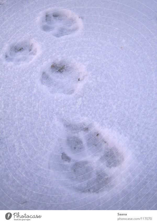 Forward in the snow Dog Winter Animal Tracks Paw White Cat Cold Mammal Stride Snow