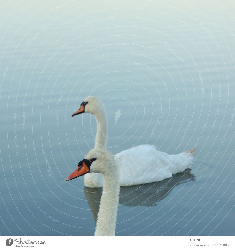 swan double Water Summer Beautiful weather Waves Pond Lake Animal Wild animal Bird Swan Mute swan 2 Pair of animals Swimming & Bathing Relaxation Together Blue