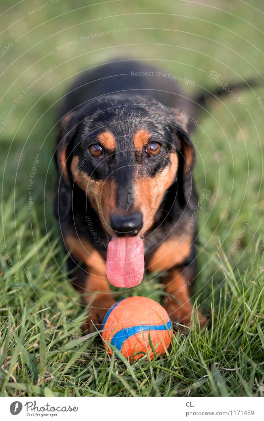 play instinct Joy Leisure and hobbies Playing Beautiful weather Grass Meadow Animal Pet Dog Animal face Dachshund Tongue 1 Ball Happiness Healthy Happy