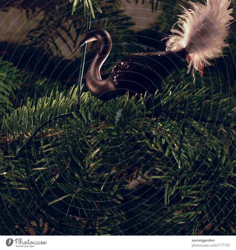 Yoo-hoo, it's christmas again! Swan Dark Black Animal Bird Graceful Fir tree Fir needle Green Physics White Soft Christmas decoration Jewellery Moody Emotions