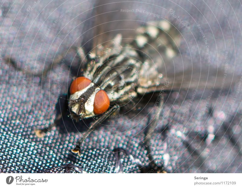 On the runway Animal Fly 1 Water Esthetic Uniqueness Elegant Discover Relaxation Experience Colour Colour photo Exterior shot Close-up Detail