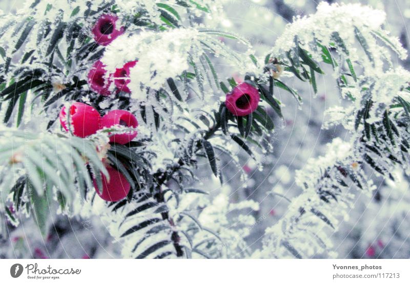 Recently in the magic forest Christmas & Advent Winter Snow White Fir tree Fir needle Red Pink Rawanberry Coniferous trees Frost Ice Ice age Hoar frost Frozen