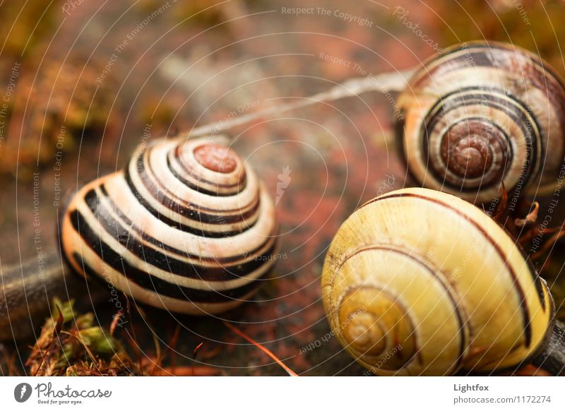 Snail Bang Animal Wild animal 3 Performance Snail shell House (Residential Structure) Stripe Yellow Striped Colour photo Subdued colour Exterior shot