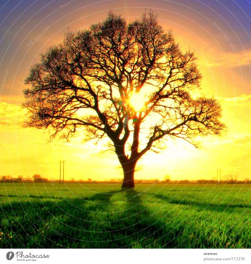 sunbath Tree Back-light Direct Sunset Moody Sunrise Field Green Yellow Exterior shot Brilliant Sunbathing Spring Celestial bodies and the universe Silhouette