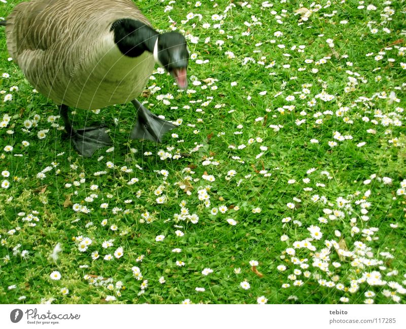 Duck good, all good Goose Meadow Flower Animal Bird Green Anger Aggravation chatter