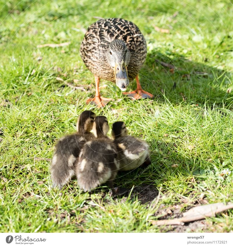 Latest excursion tips Nature Spring Summer Meadow Animal Wild animal Bird Duck birds Duckling 4 Group of animals Baby animal Animal family Brown Green Together