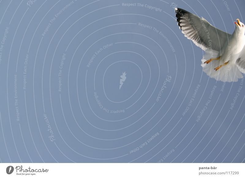 ...there's a seagull pick Seagull Bird Blue Sky Nature Wild animal Partially visible Section of image Detail Wing Flight of the birds Flying Floating Air