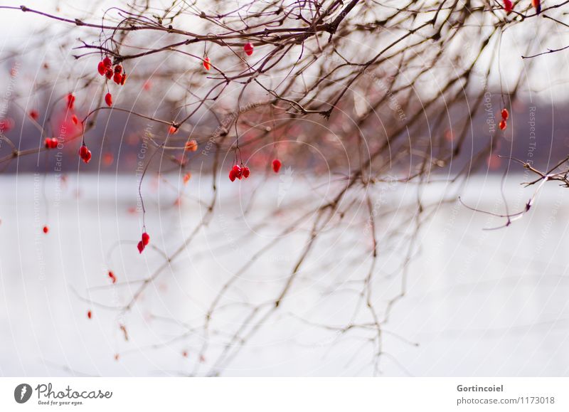 .:. Environment Nature Landscape Winter Tree Lakeside Beautiful Red Bushes Guelder rose Berry bushes Berries Twig Colour photo Exterior shot Copy Space bottom