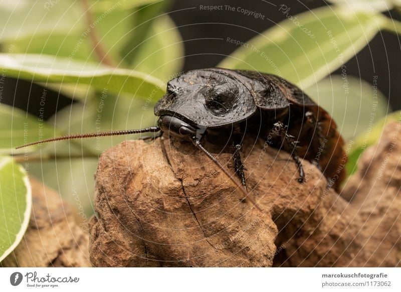 Madagascar roach Animal Beetle Cockroaches Oriental cockroach whooping cockroach 1 Exceptional Disgust Exotic Creepy Hideous Brown Black Fear Horror