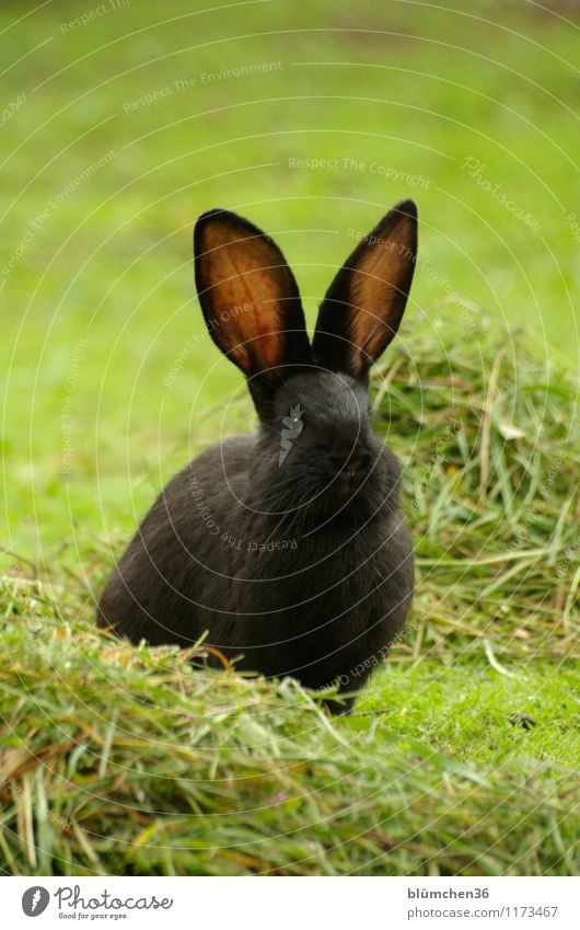 Hearing makes beautiful! Animal Pet Pelt Hare & Rabbit & Bunny Hare ears Rabbit's foot Mammal Observe Listening Sit Wait Friendliness Beautiful Natural Cute