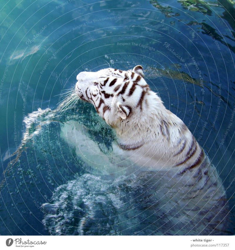 miaow!!!! Animal Water Pelt Stripe Wet Blue Black White Tiger Snout Colour photo Exterior shot Day Reflection Swimming & Bathing Seldom 1 Bird's-eye view Head