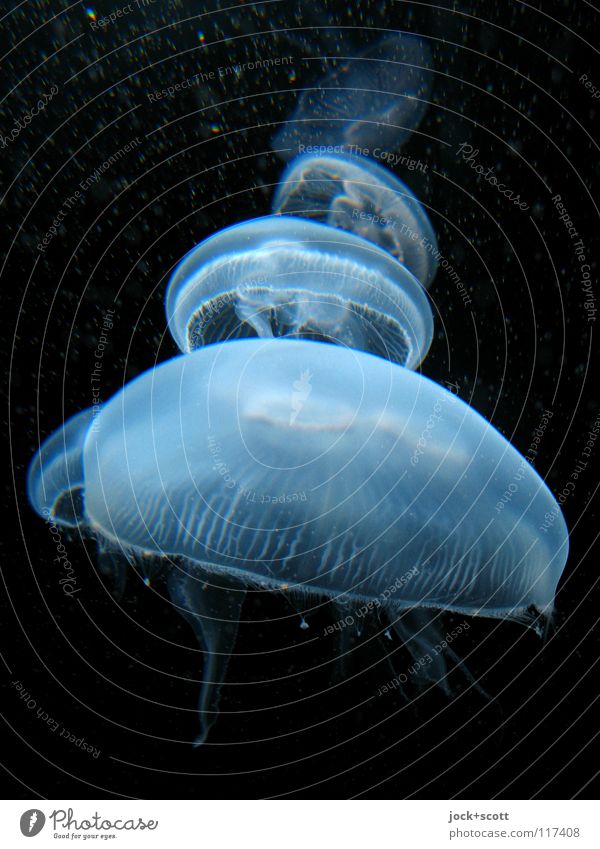 Underwater locomotion Jellyfish Flock Movement Authentic Blue Life Ease Float in the water Weightlessness Illumination Coincidence Reaction Neutral Background