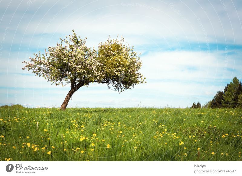 Spring in the country Nature Landscape Sky Clouds Summer Beautiful weather Tree Dandelion Apple tree Blossom Mistletoe Meadow Blossoming Fragrance Esthetic
